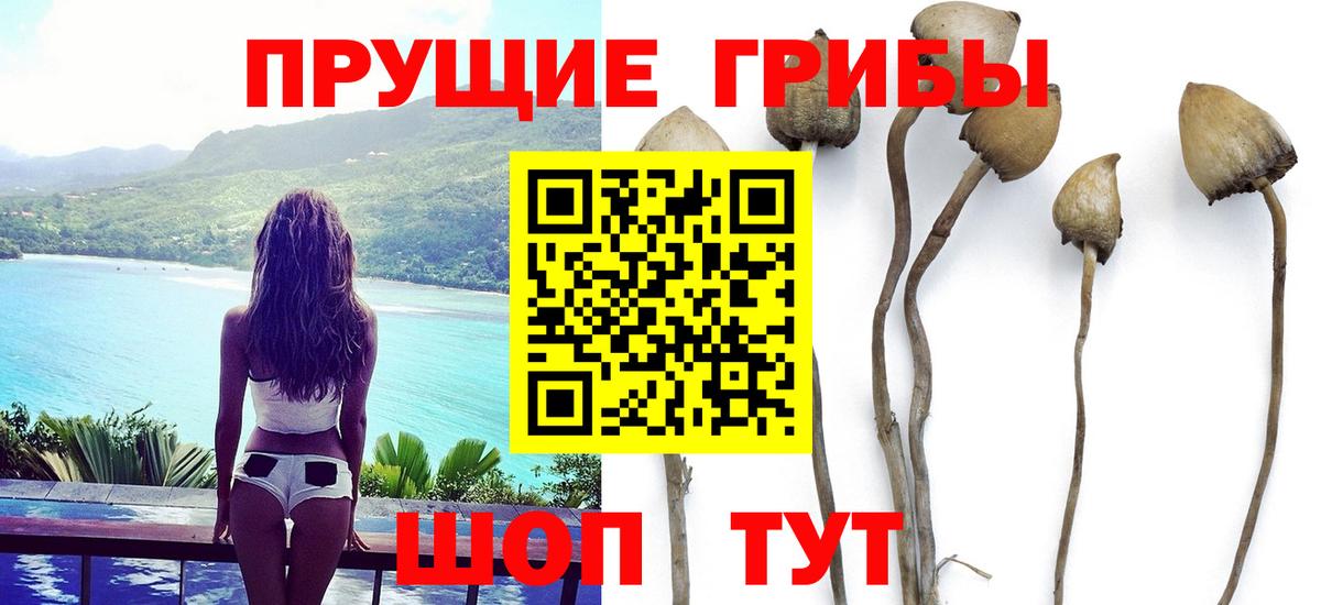 Псилоцибиновые грибы GOLDEN TEACHER Новоалтайск